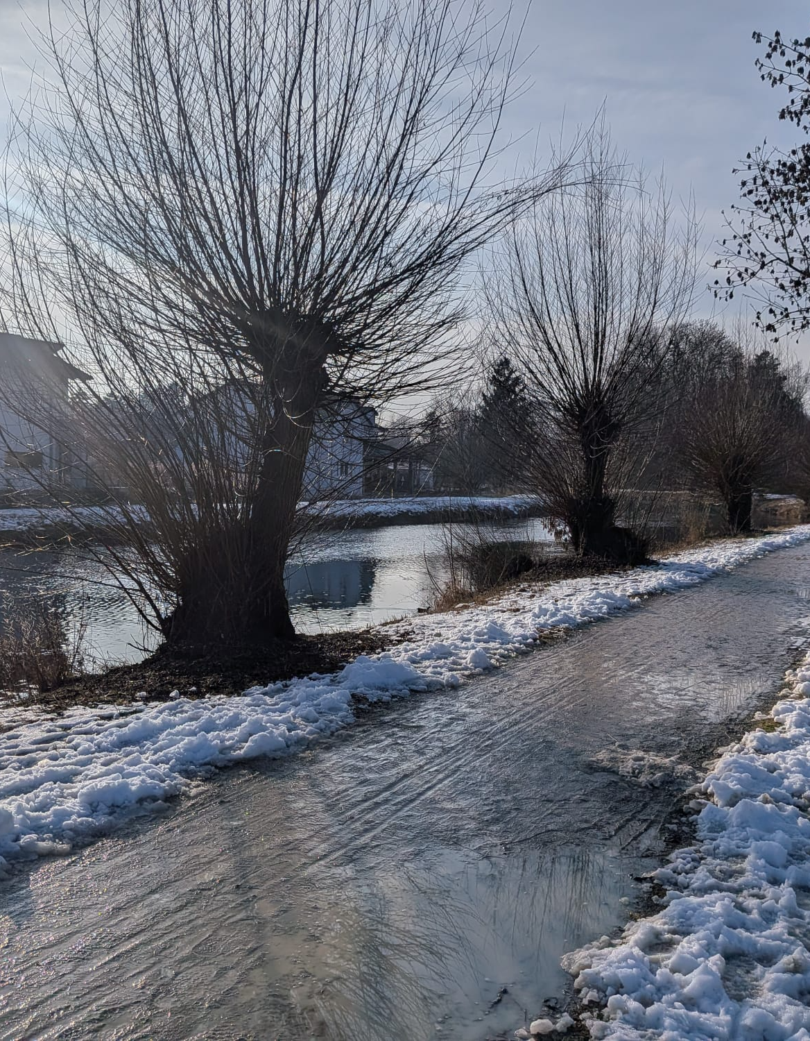 Vernachlässigte Pflege: Die Kopfweiden am Amperkanal wurden jahrelang nicht mehr geschnitten. Foto: Nicole Bottesch Vernachlässigte Pflege: Die Kopfweiden am Amperkanal wurden jahrelang nicht mehr geschnitten. Foto: Nicole Bottesch