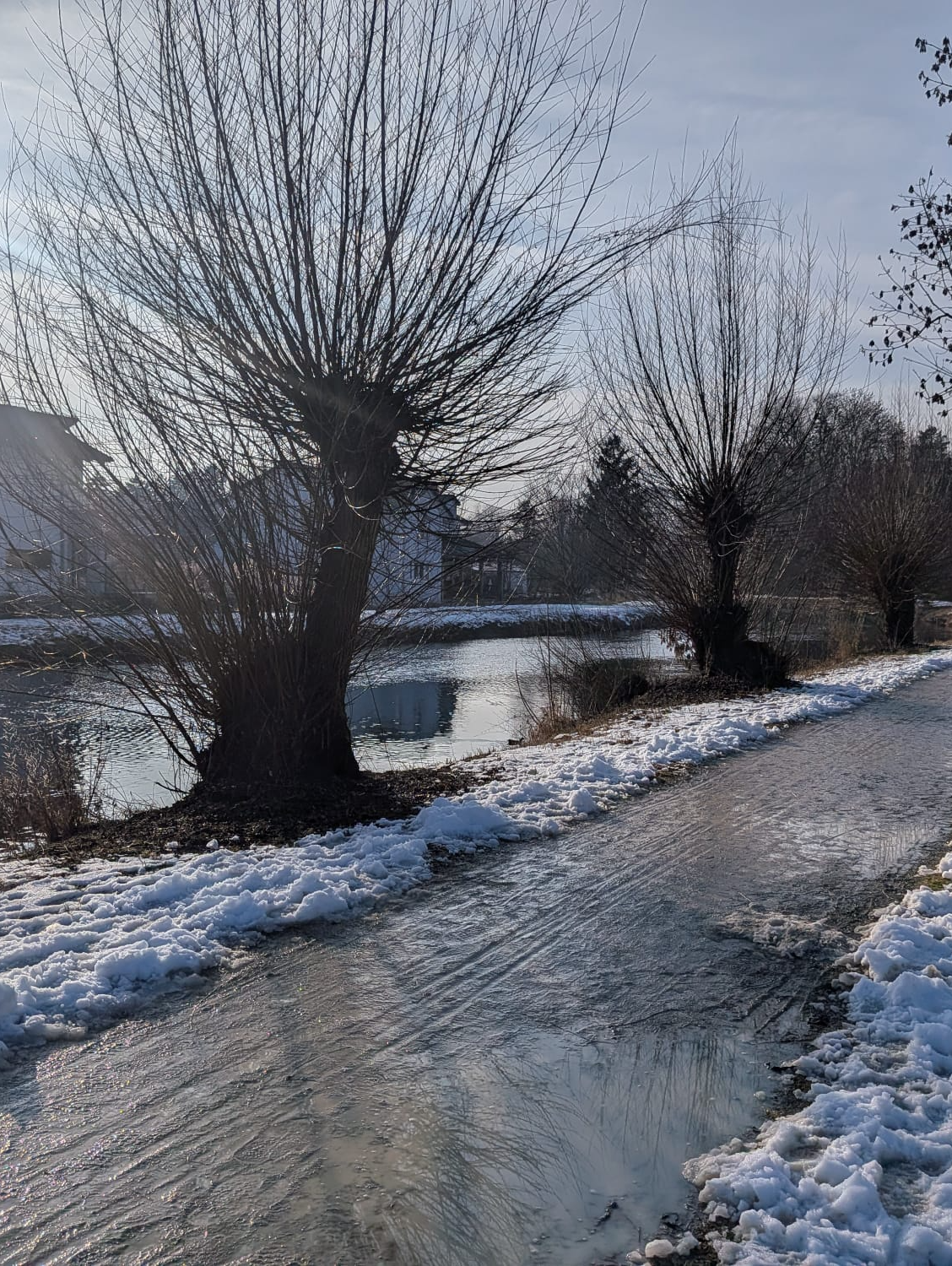 Vernachlässigte Pflege: Die Kopfweiden am Amperkanal wurden jahrelang nicht mehr geschnitten. Foto: Nicole Bottesch Vernachlässigte Pflege: Die Kopfweiden am Amperkanal wurden jahrelang nicht mehr geschnitten. Foto: Nicole Bottesch