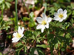 Buschwindröschen, Foto: J.Knöckelmann