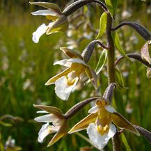 og germering orchidee1
