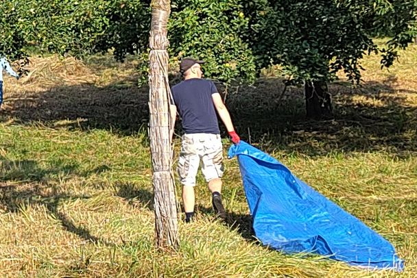 Mehrere Helfer ziehen auf Planen das frisch gemähte Gras von der Streuobstwiese am Germeringer See, um den empfindlichen Boden zu schützen.
