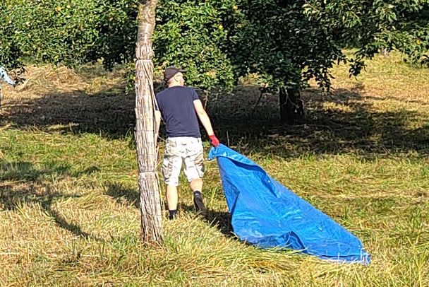 Mehrere Helfer ziehen auf Planen das frisch gemähte Gras von der Streuobstwiese am Germeringer See, um den empfindlichen Boden zu schützen.