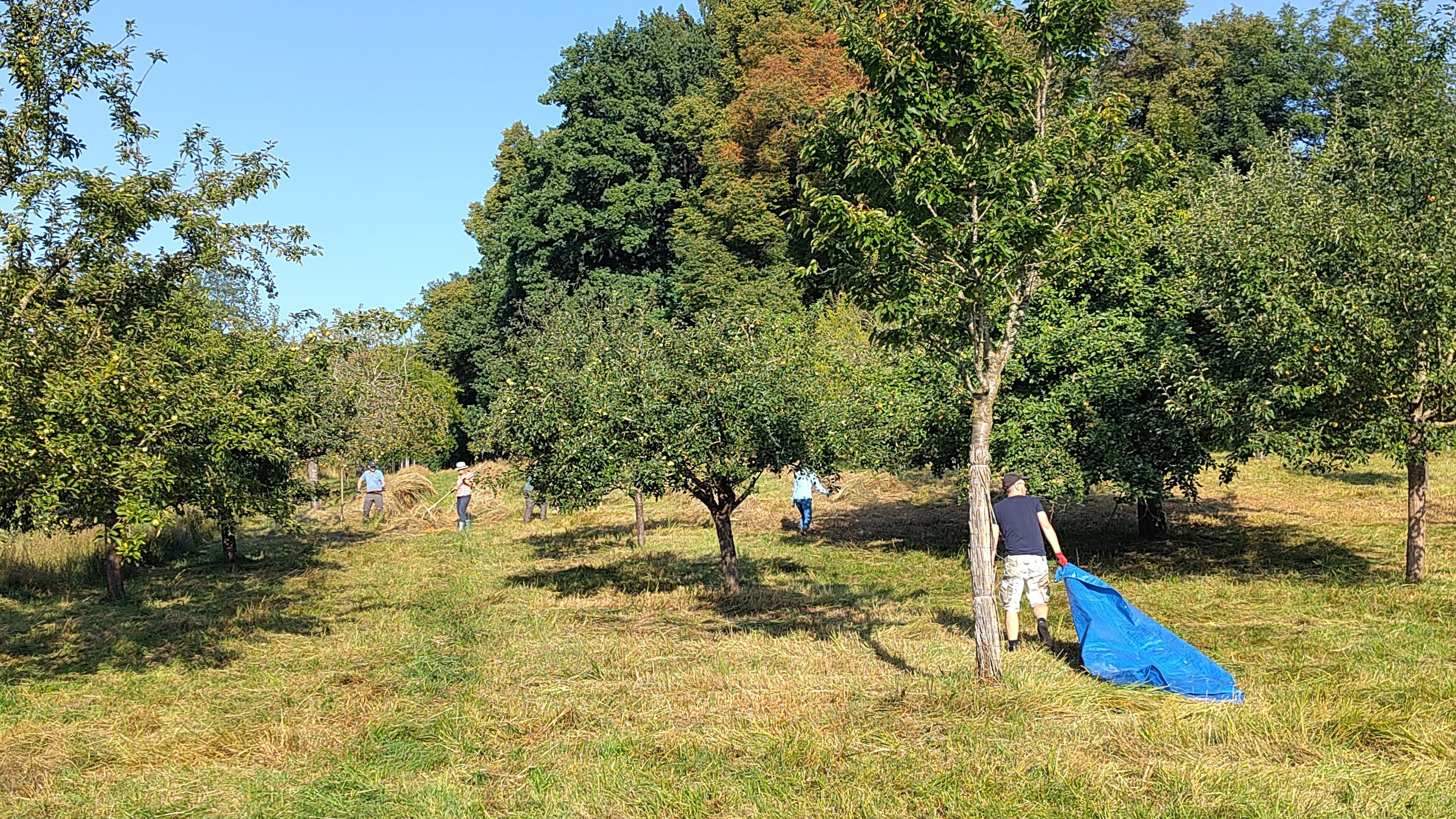 Mehrere Helfer ziehen auf Planen das frisch gemähte Gras von der Streuobstwiese am Germeringer See, um den empfindlichen Boden zu schützen.