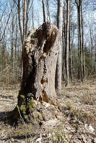 Totholz, Foto: A.Kotzur