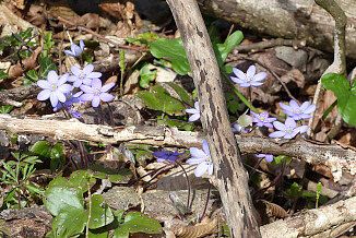 Leberblümchen, Foto: A.Kotzur