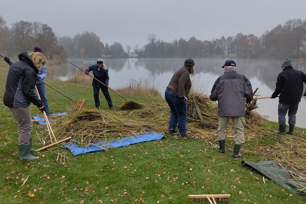 Foto: Annette Kotzur Ehrenamtliche der BN‑Ortsgruppe Germering rechen frisch geschnittenes Schilf zusammen und transportiern es bodenschonend auf Planen ab.