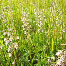 og germering orchidee2