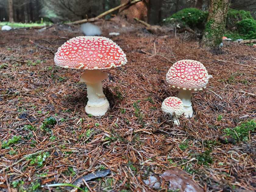 © S. Pockrandt-Gauderer drei Fliegenpilze auf Waldboden