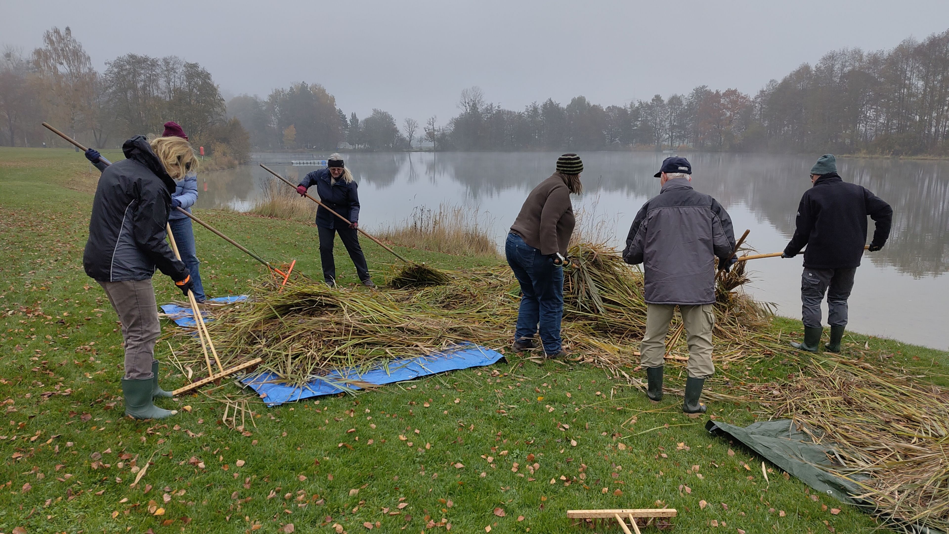 Ehrenamtliche der BN‑Ortsgruppe Germering rechen frisch geschnittenes Schilf zusammen und transportiern es bodenschonend auf Planen ab.