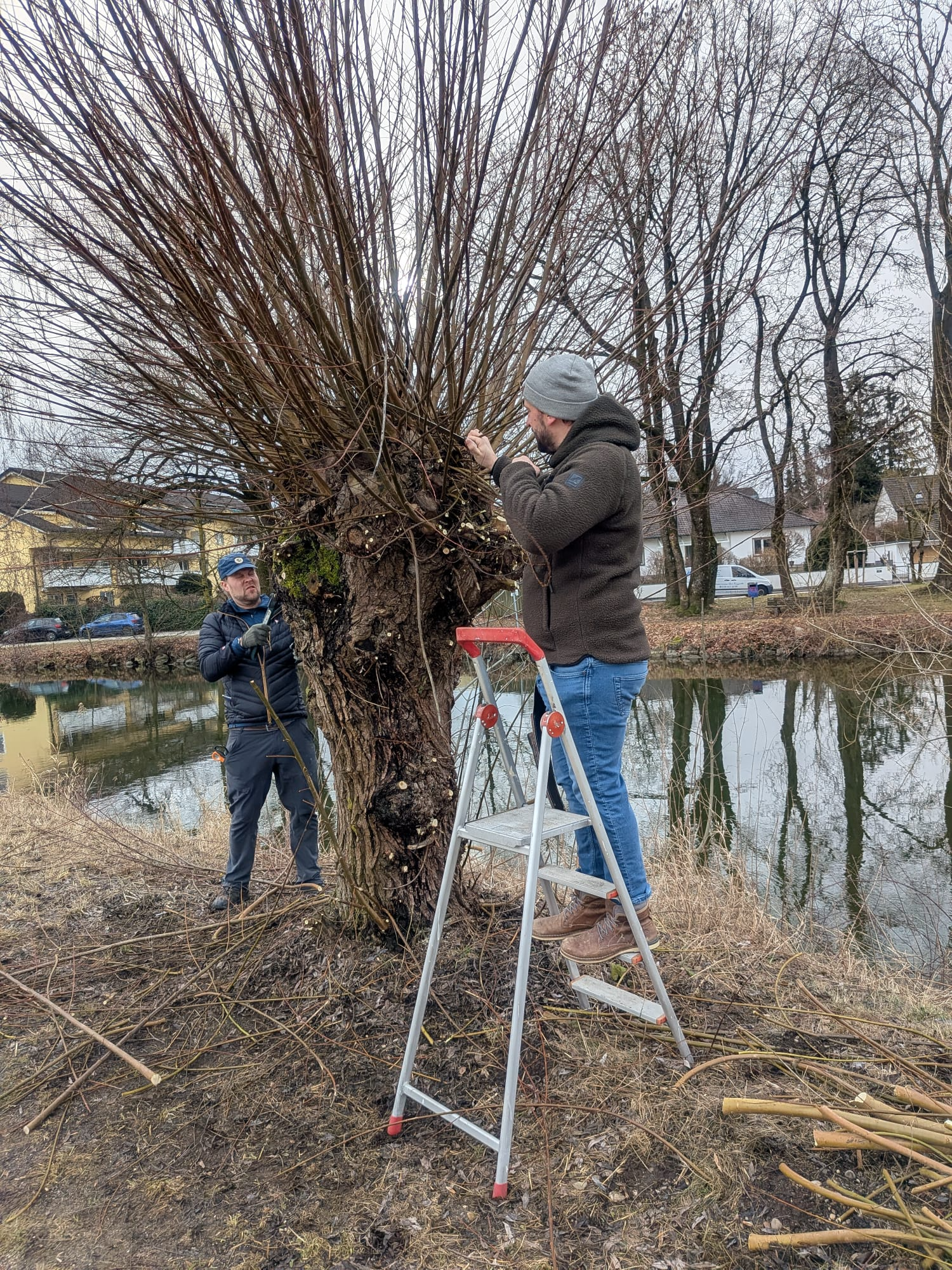 Handarbeit: Rückschnitt der Kopfweiden. Foto: Nicole Bottesch Handarbeit: Rückschnitt der Kopfweiden. Foto: Nicole Bottesch
