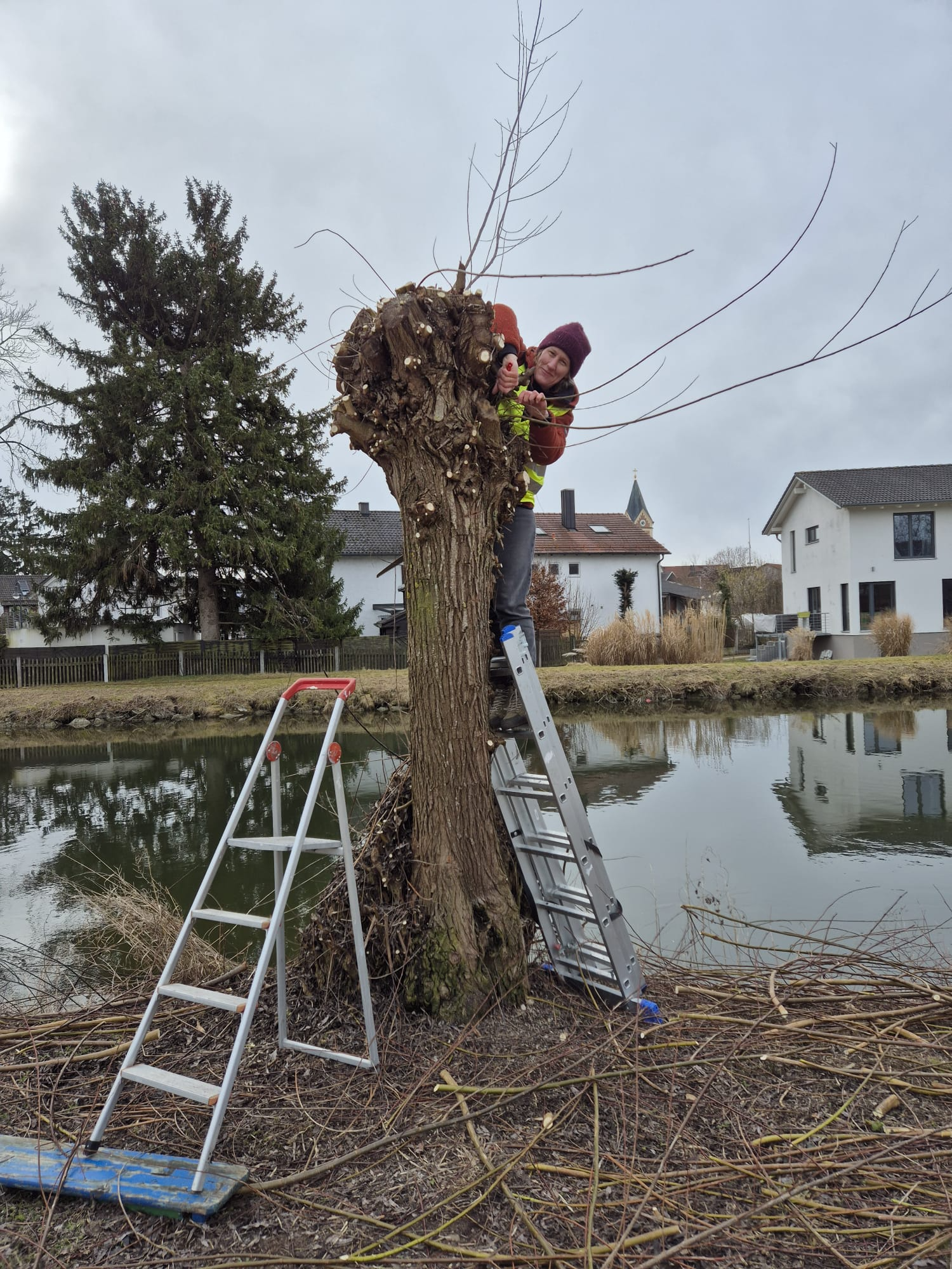 Live-Demonstration: Nicole Bottesch, die neue Vorsitzende der Ortsgruppe Olching, zeigt, wie die Weiden zu schneiden sind. Foto: Peter Knoll Live-Demonstration: Nicole Bottesch, die neue Vorsitzende der Ortsgruppe Olching, zeigt, wie die Weiden zu schneiden sind. Foto: Peter Knoll