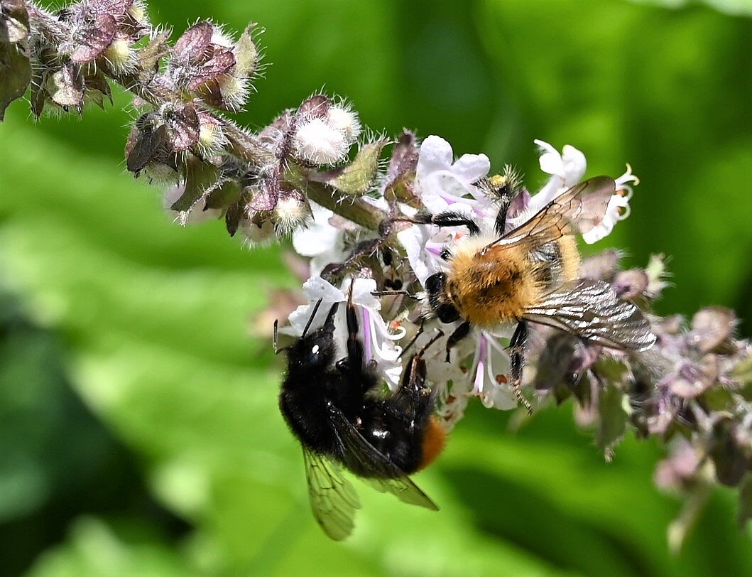 Steinhummel und Mauerbiene an Blüten