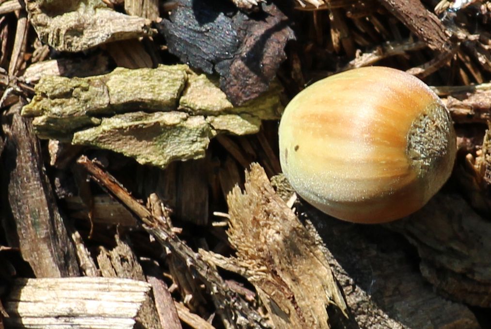 Erntesträucher, Haselnuss